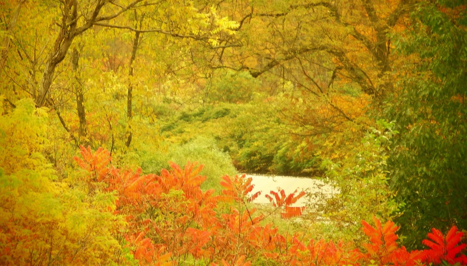White River in the fall White River in the fall